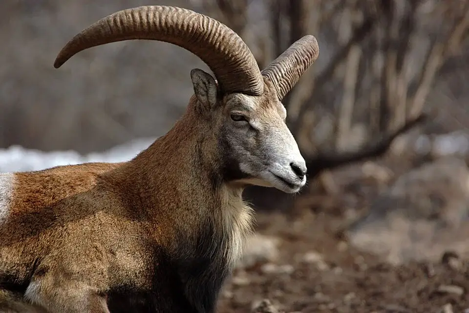 Armenian mouflon at Yerevan Zoo