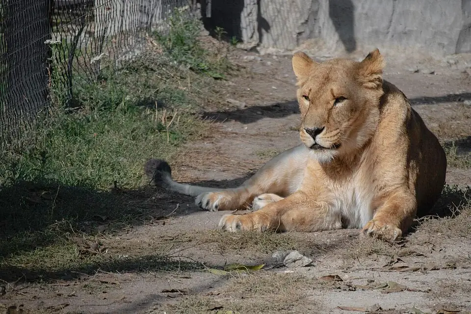 Lioness at Yerevan Zoo