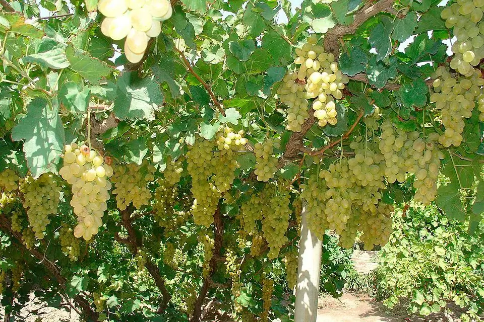 White grapes growing in an Armenian vineyard